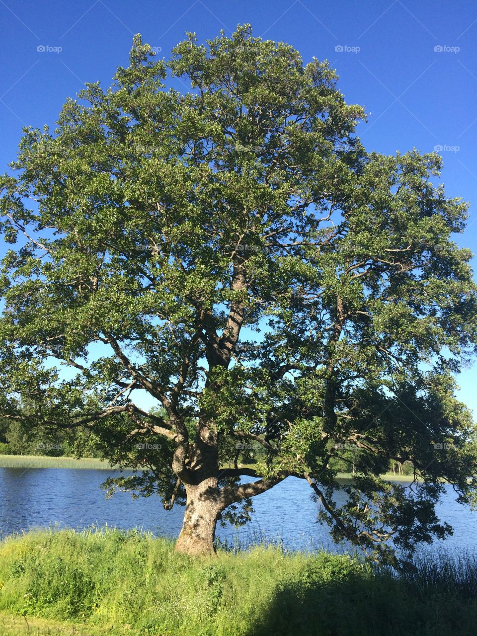 Tree, Landscape, Nature, Oak, No Person