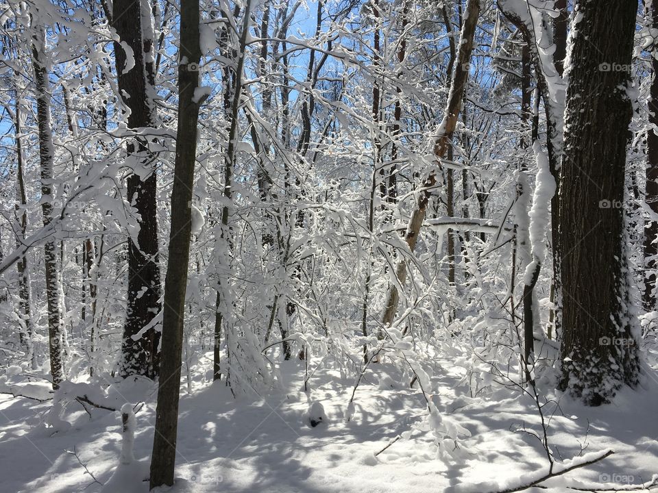 Snow-covered trees