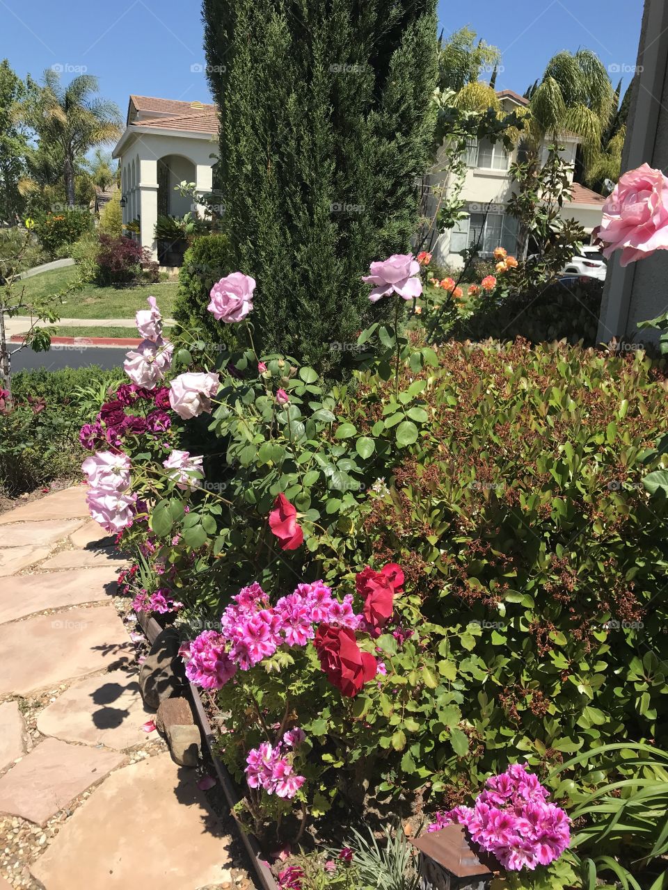 Garden roses along a path 