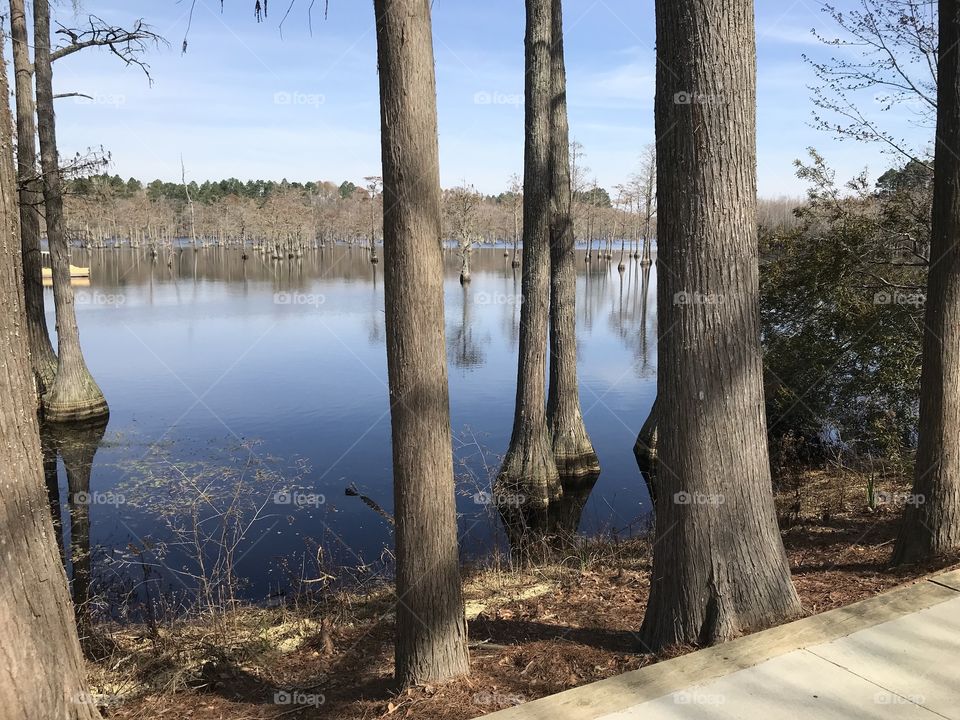 Cypresses in Pond 