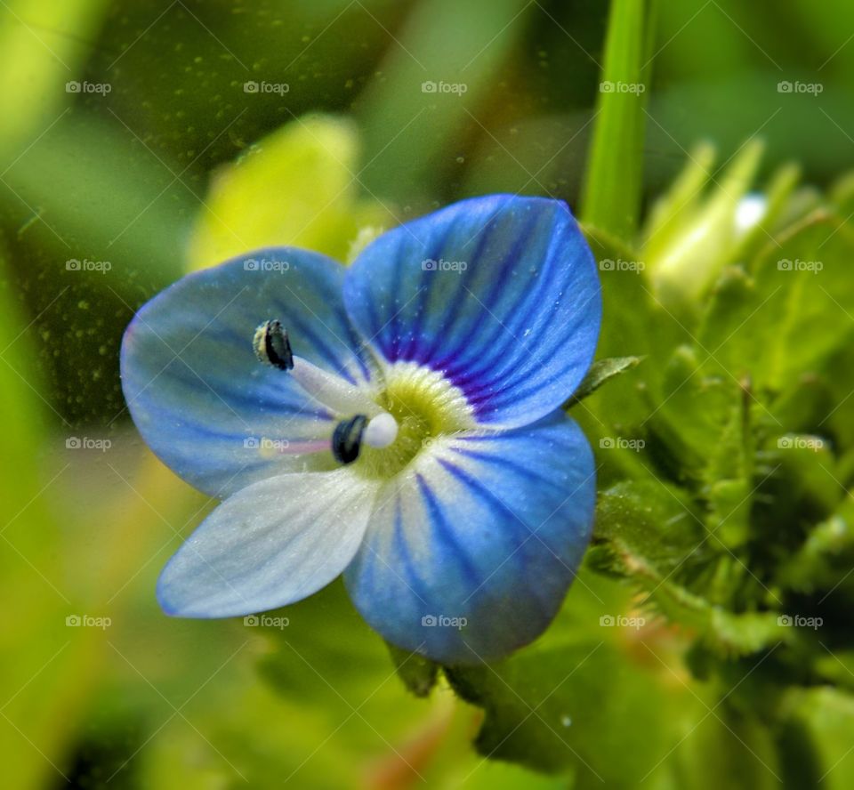 Blue flower closeup