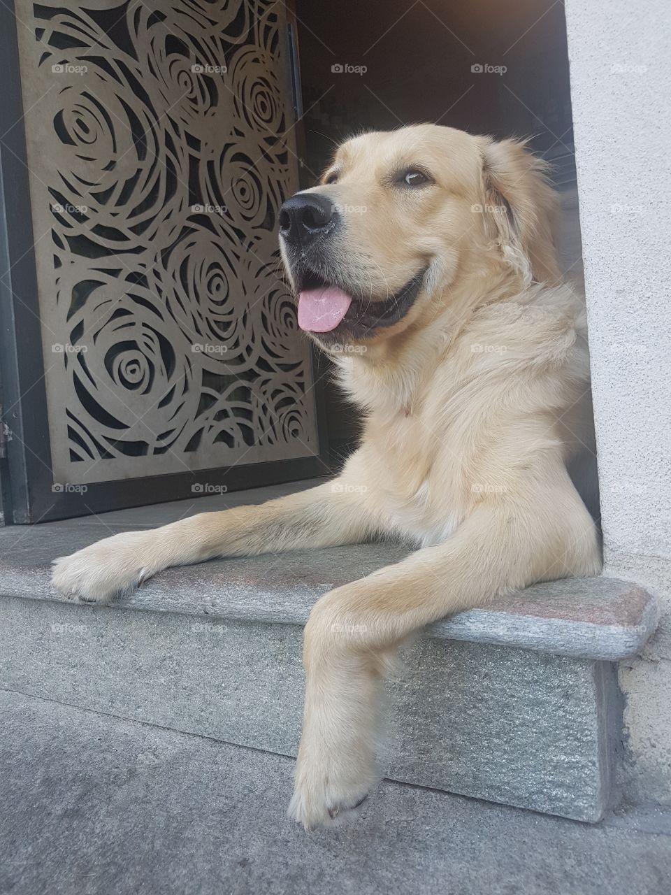 Golden retriever resting on the threshold of his house