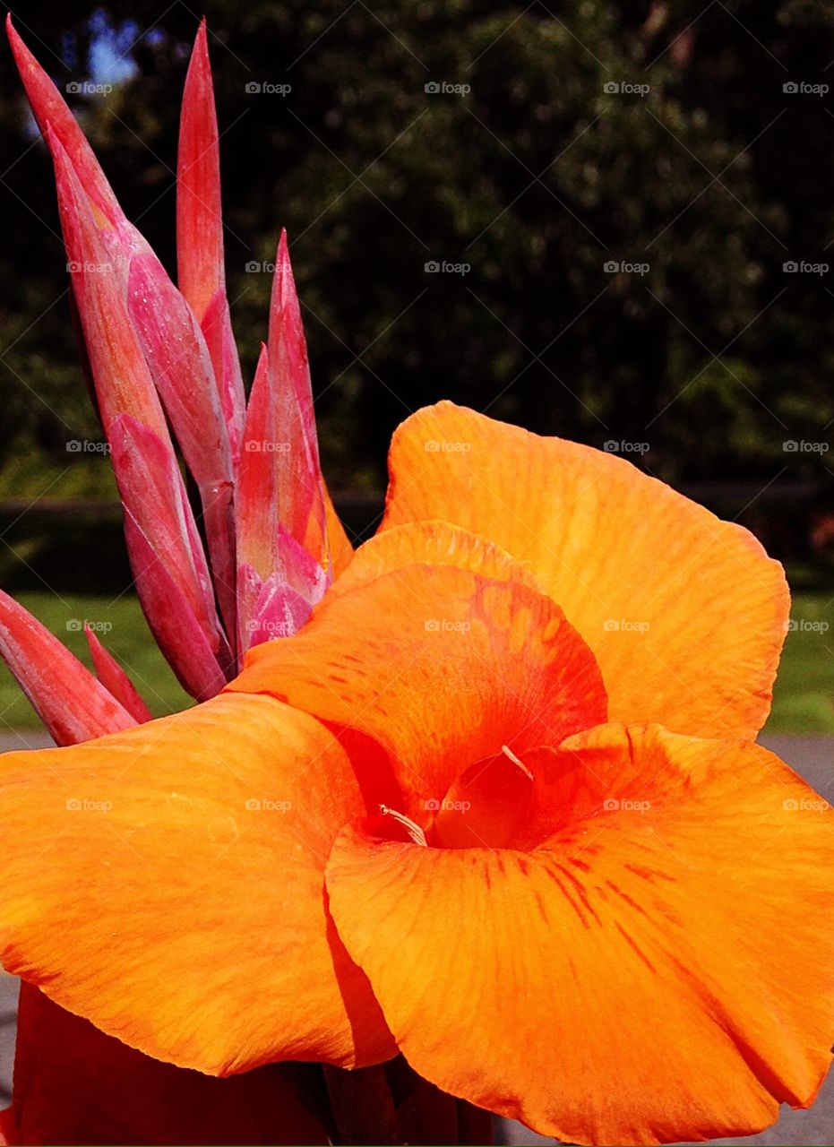 Orange iris . So vibrant 