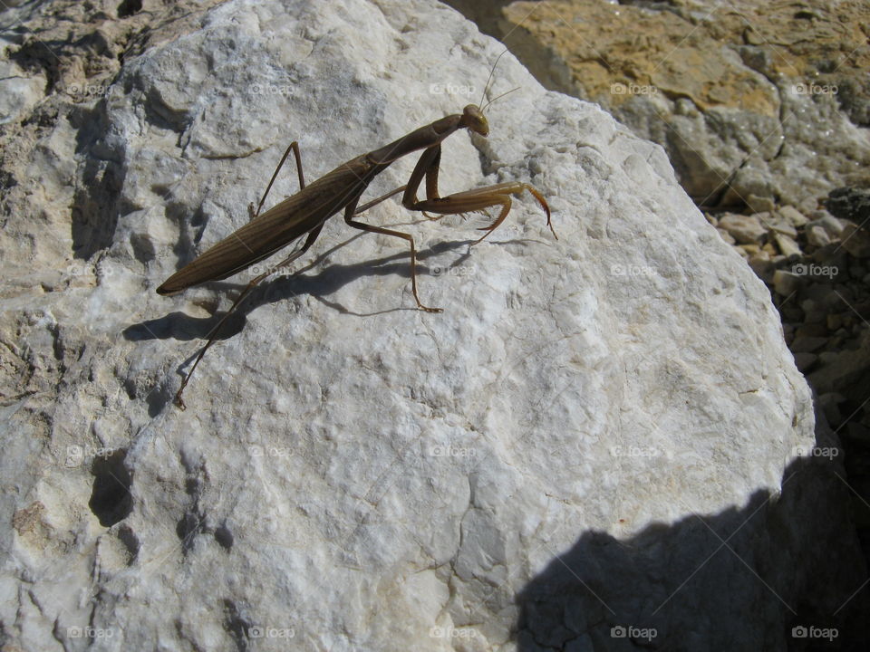 Mantis Spain