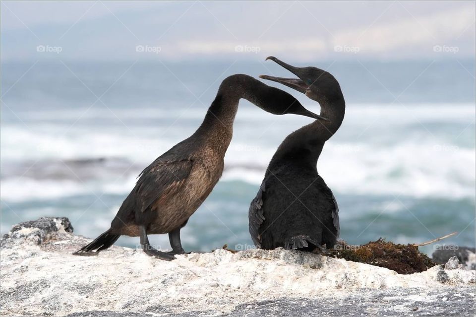 Flightless Cormorant couple