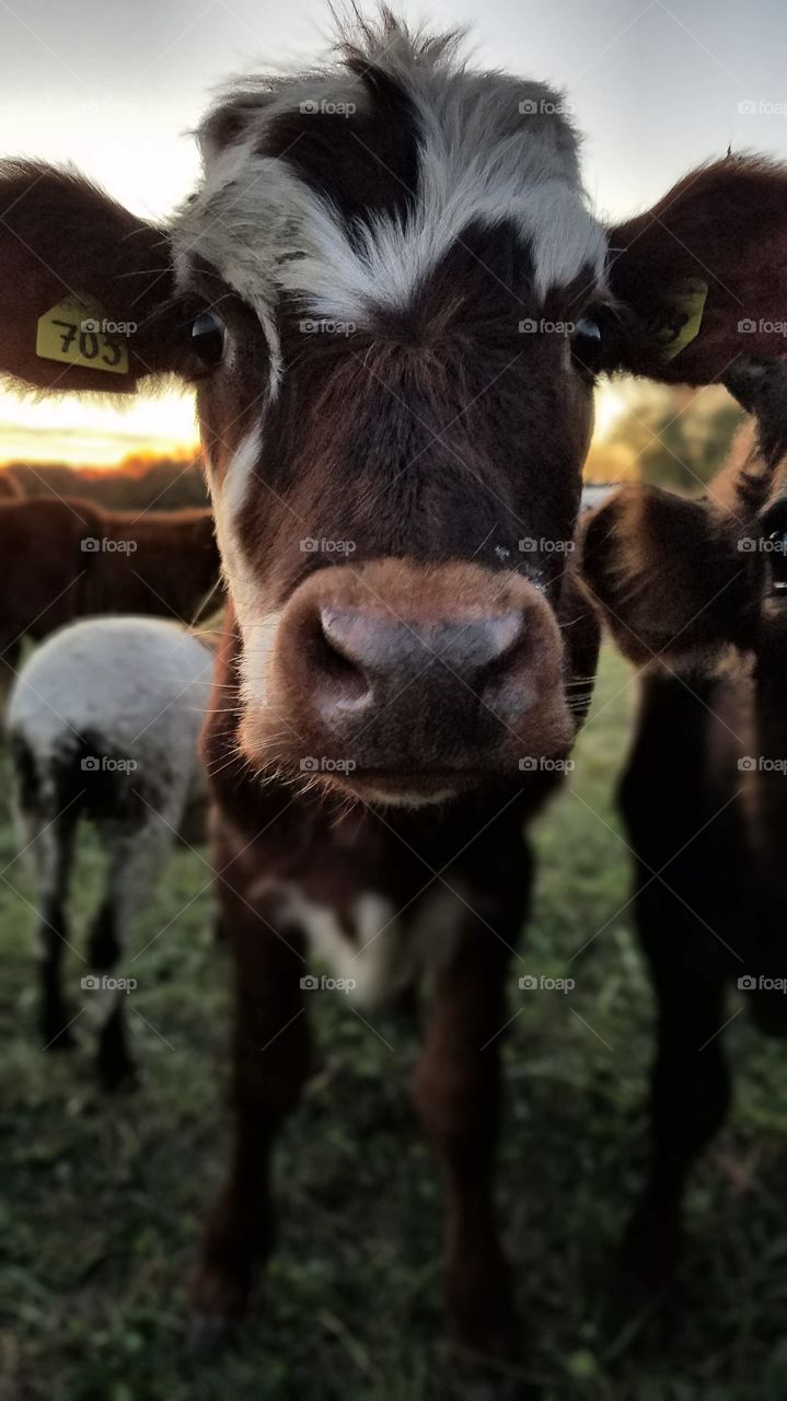 Curious Calf