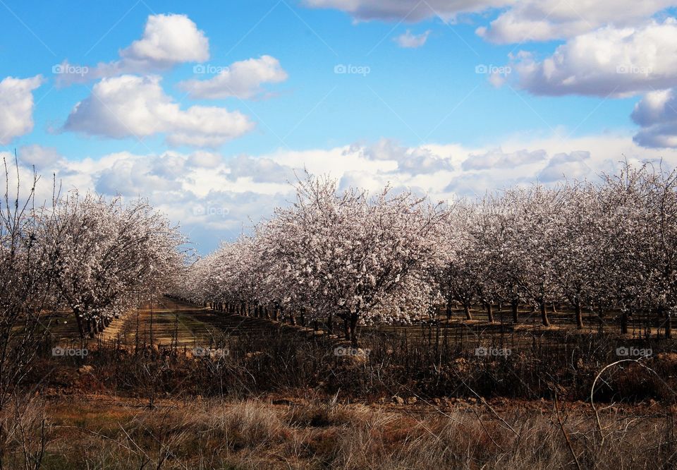 Puffy clouds over blooming almond orchards in central California 
