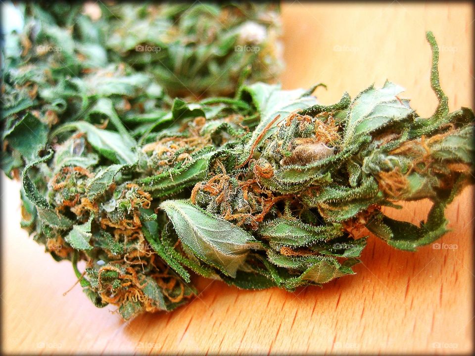 Medical cannabis flower blossoming close up background hashish marijuana smoking weed makes sense legalise it