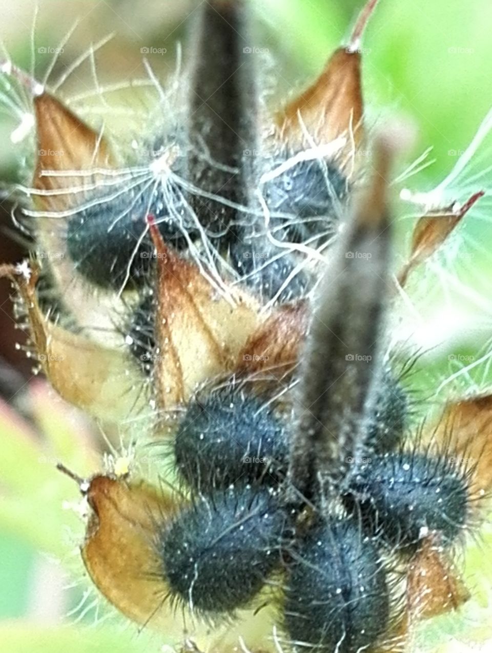 Caught in the hairy world