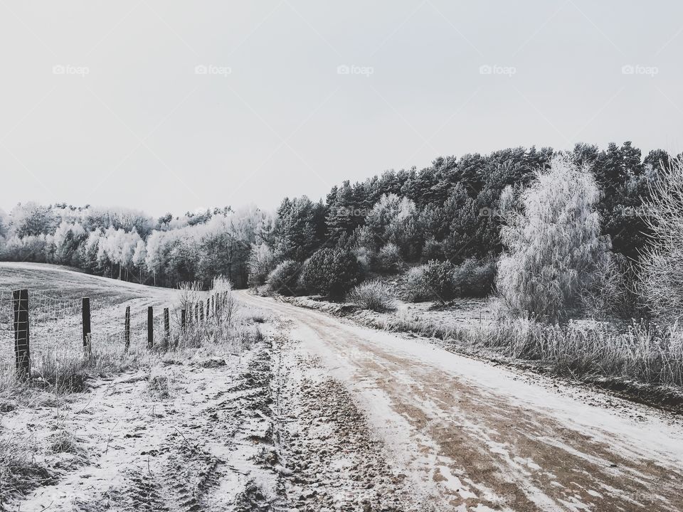 Dirt road with trees in winter