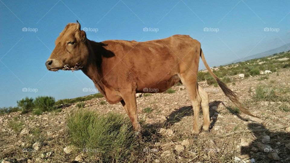 Brown cow looking at camera.