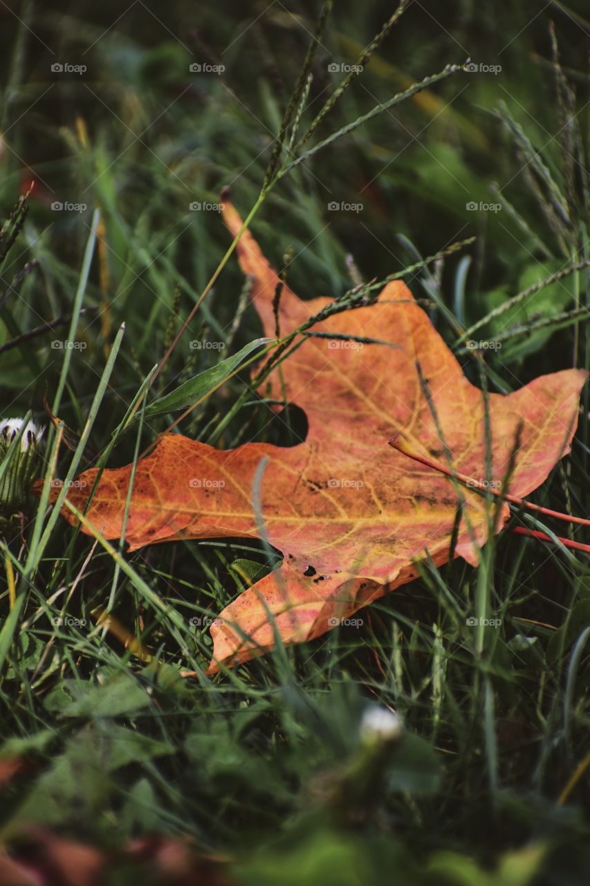 Start of fall! Fall will always be my favorite season of all time!