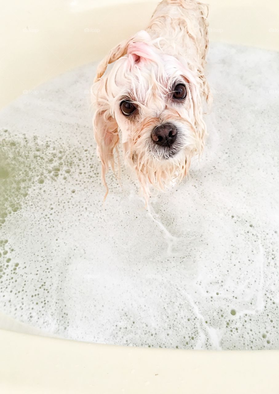 Wet dog on bathtub