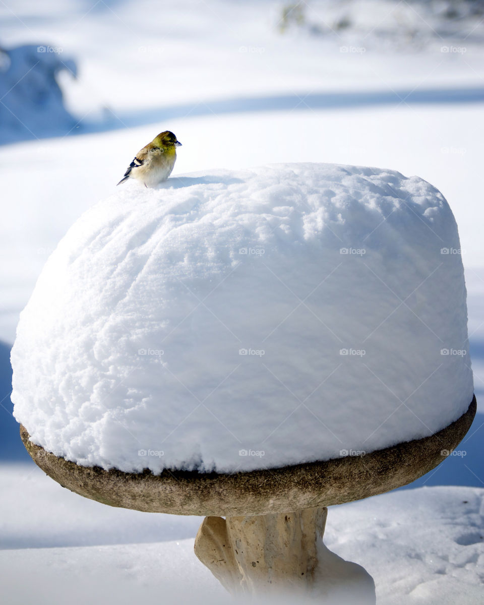 snow winter nature cold by vfritts