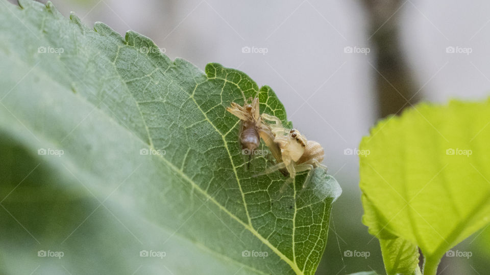 Big Leaf, Small Spider