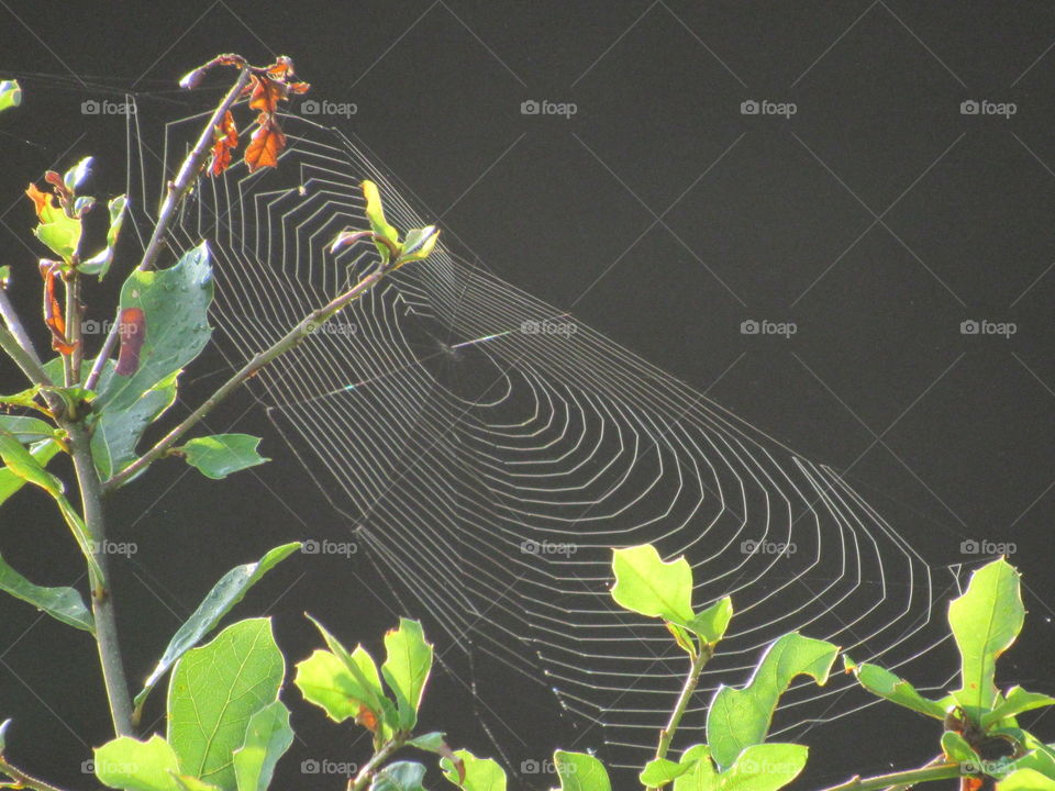 Nature, Spider, Garden, Desktop, Beautiful