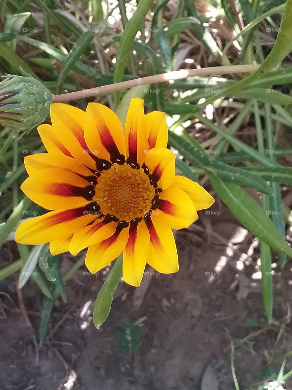 I really do like all the bright colors in this kind of flower.  Bright yellow, orange, red and Brown's with just enough black so you can see that tiny little white dot all the way around.