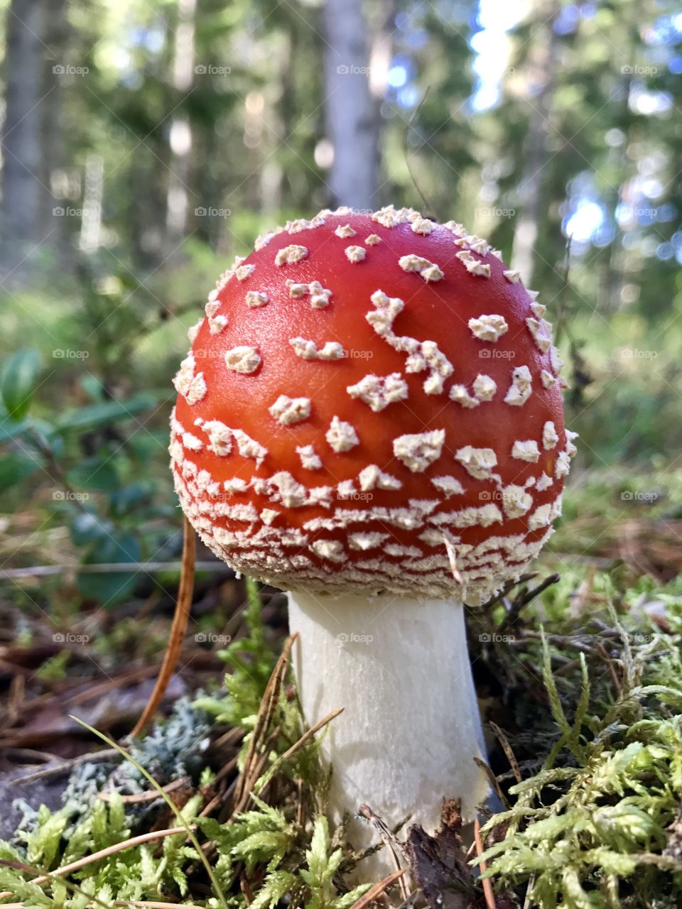 Fly agaric mushroom 