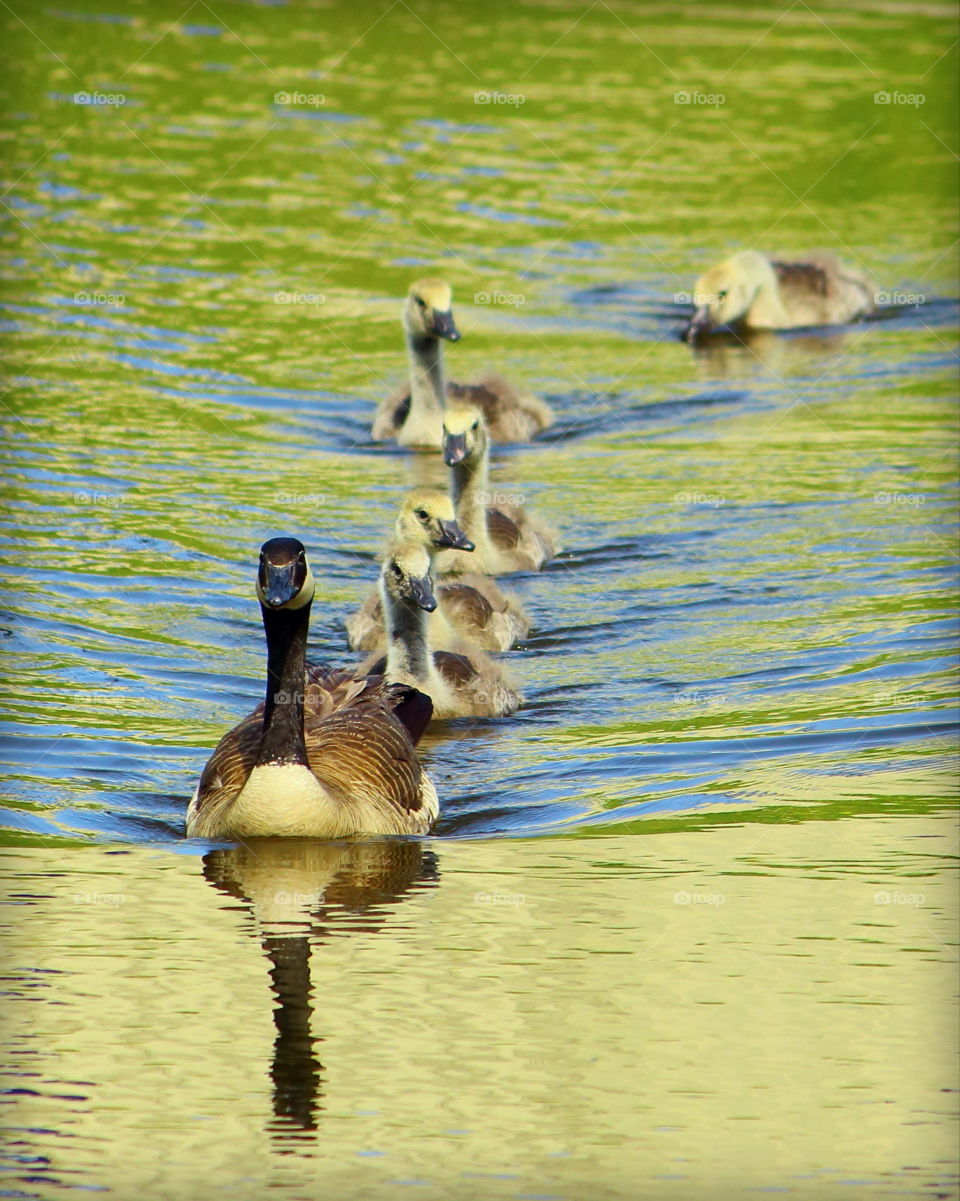 Canadian Geese Family!