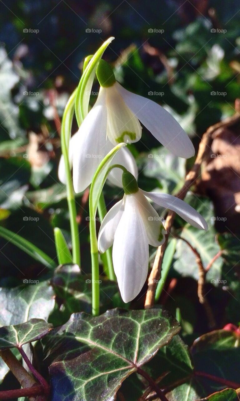 Snowdrops close-up
