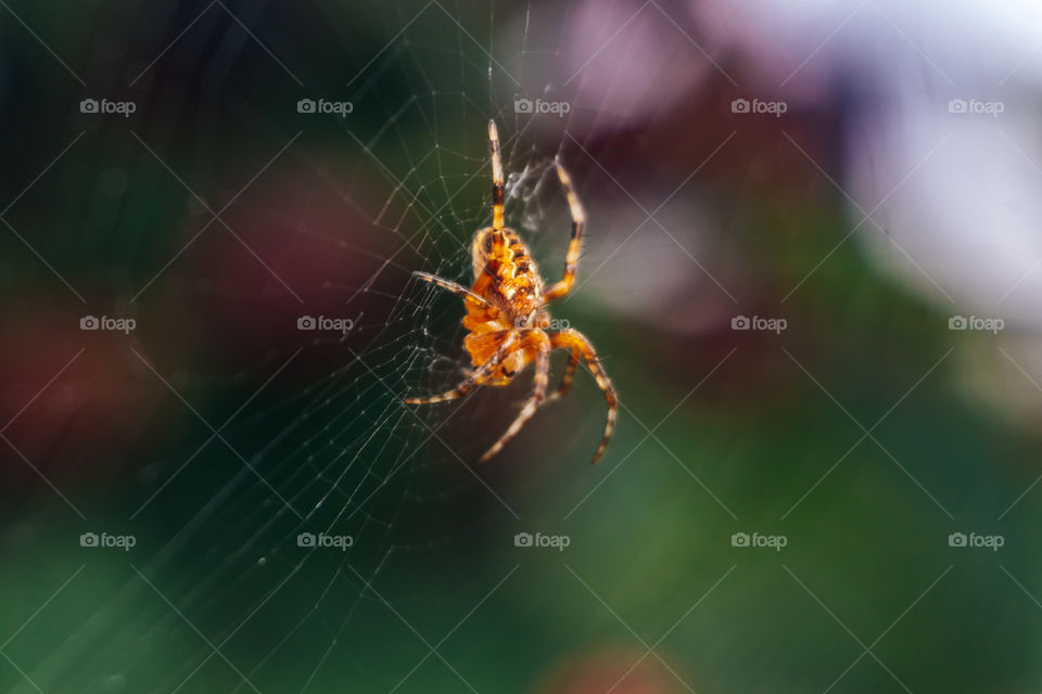 Macro of a spider