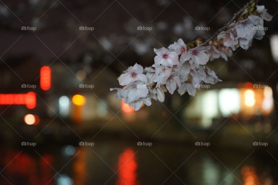 Suzhou, ancient street, peach trees and night view nearby house which was surrounded by river.