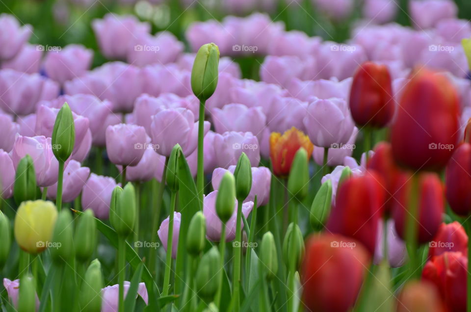 Close-up of tulip flowers