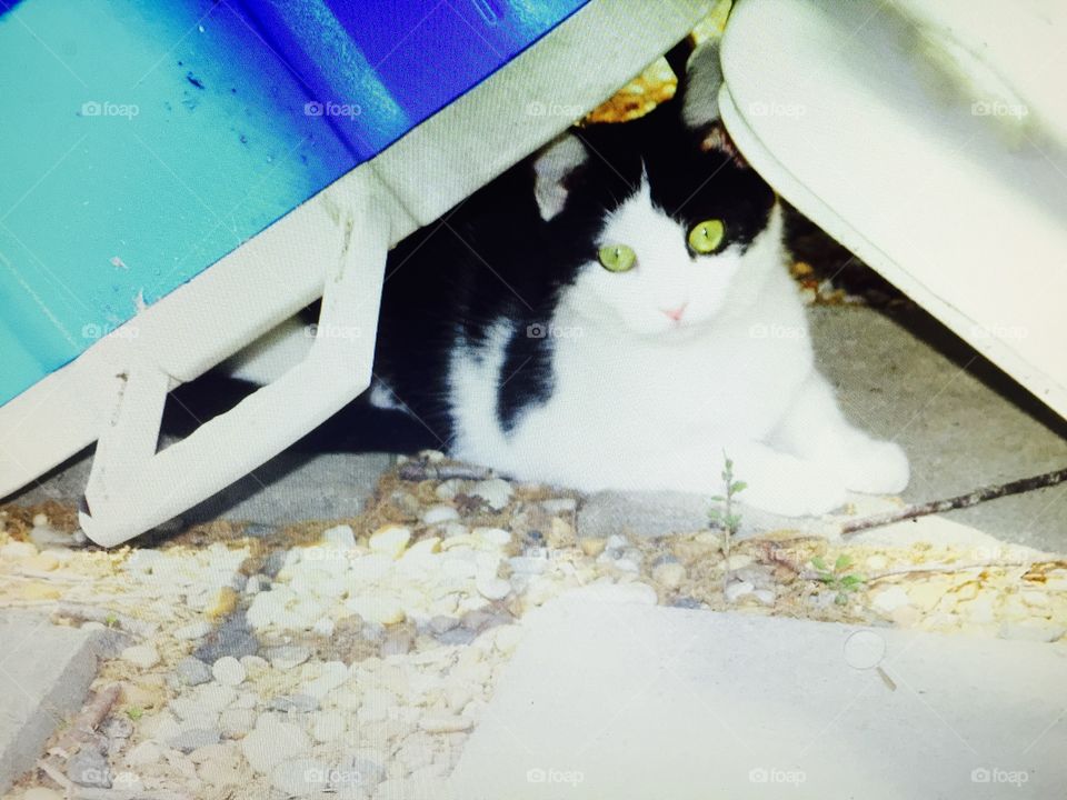 Black and white young cat hiding under the cooler in backyard.