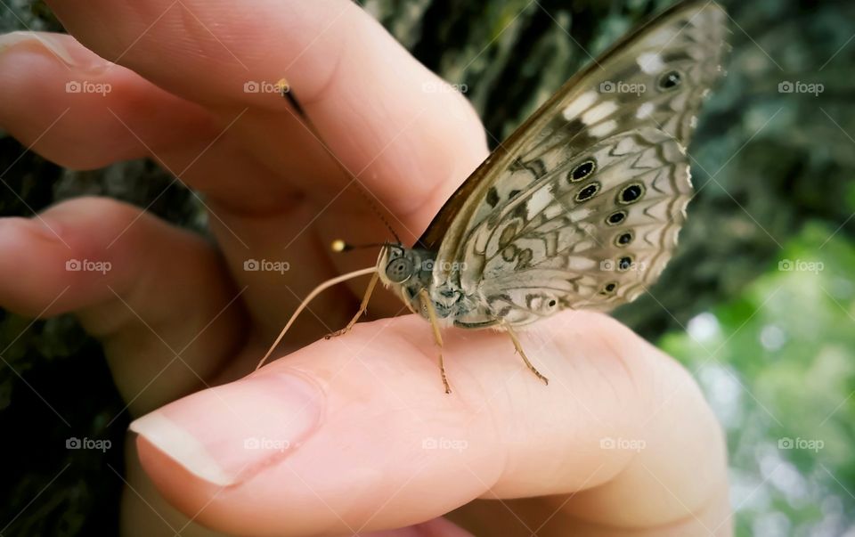 Butterfly on a Woman's Hand