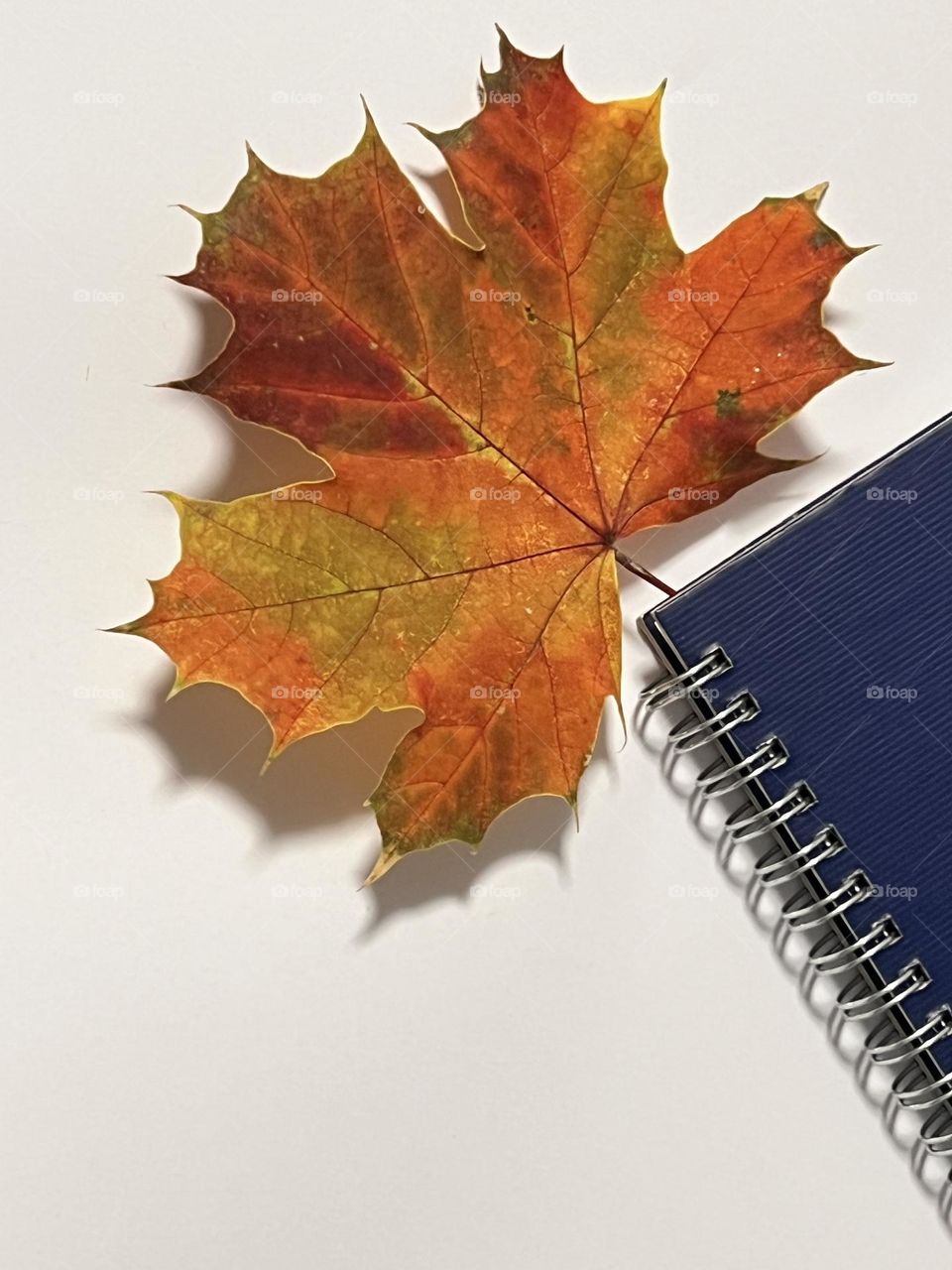 Autumn leaf and notebook on white background 