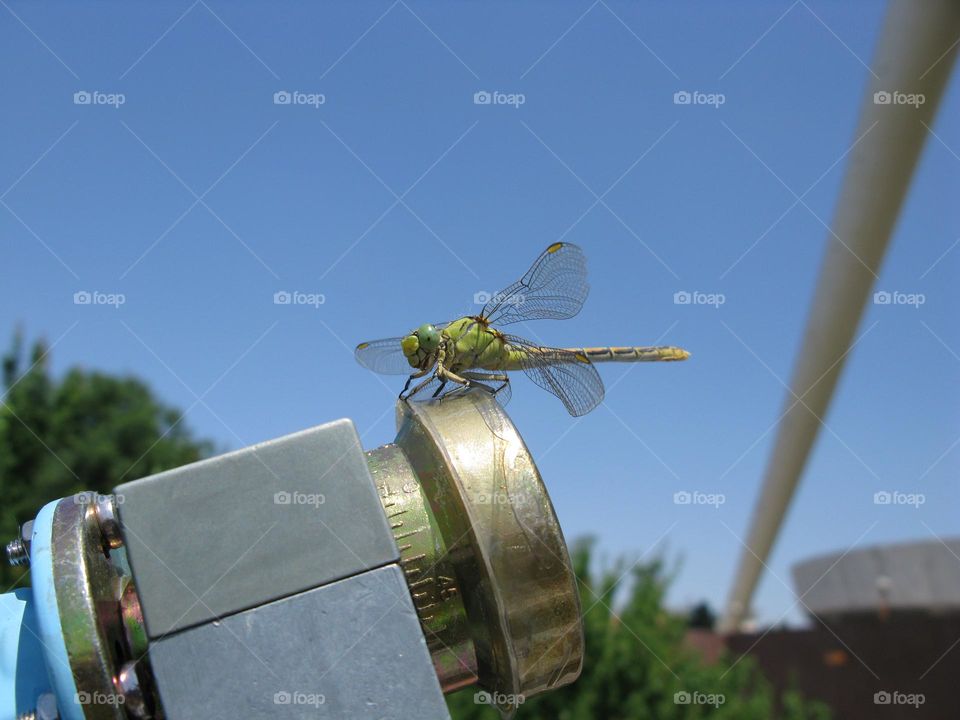 Satellite lnb and dragonfly 