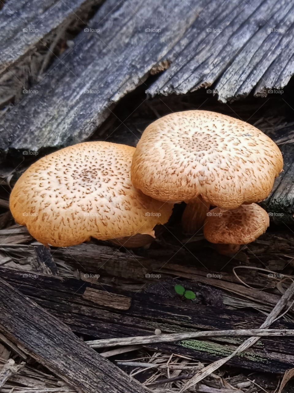 Three mushrooms on the wood.