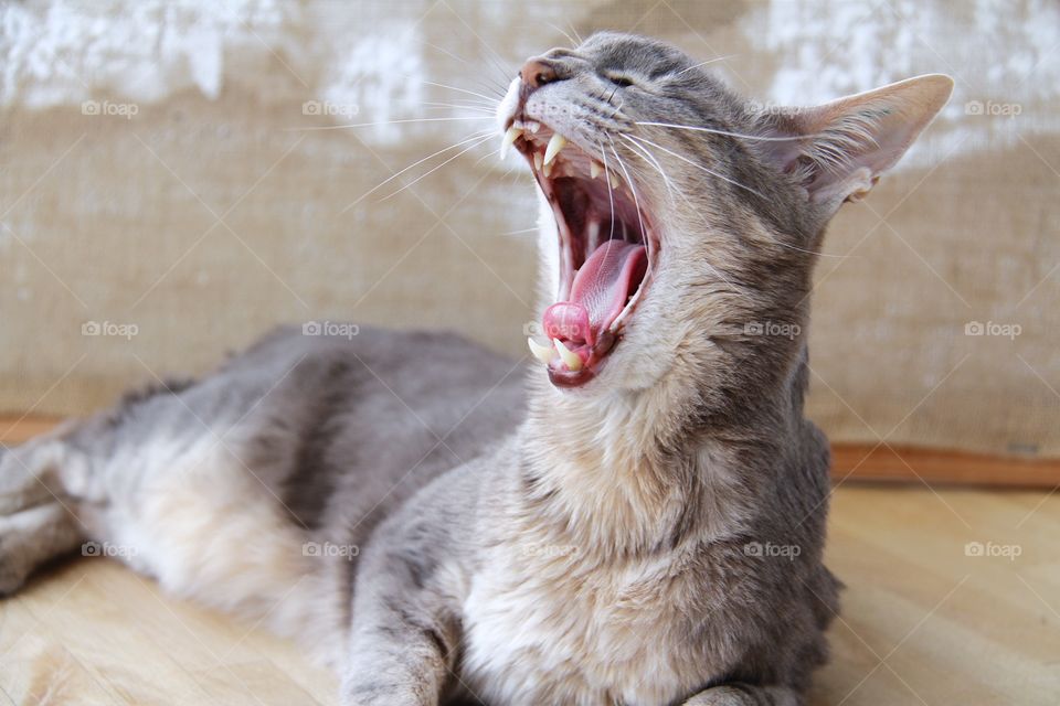 Rudolf, oriental cat yawns and screaming at the same time