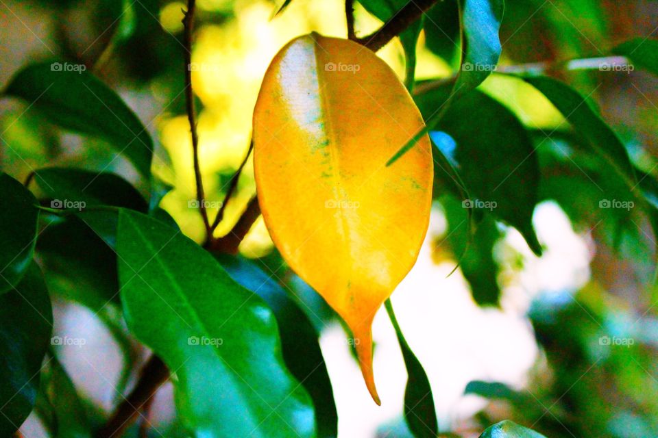 A yellow leaf on a tree