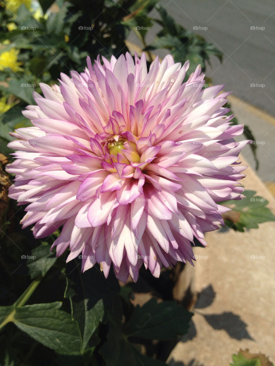 flowers plants nature pink by danielrichard
