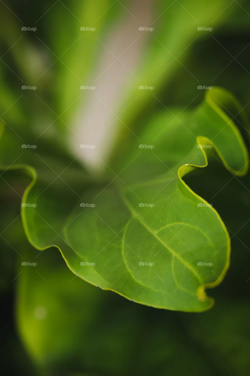 anthurium