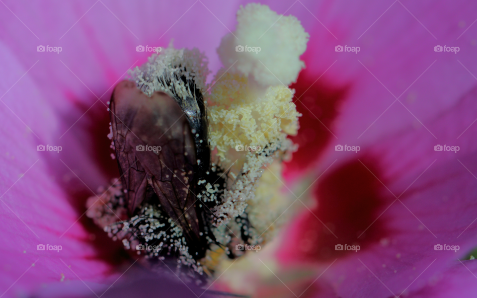 Bee Feeding On Nectar