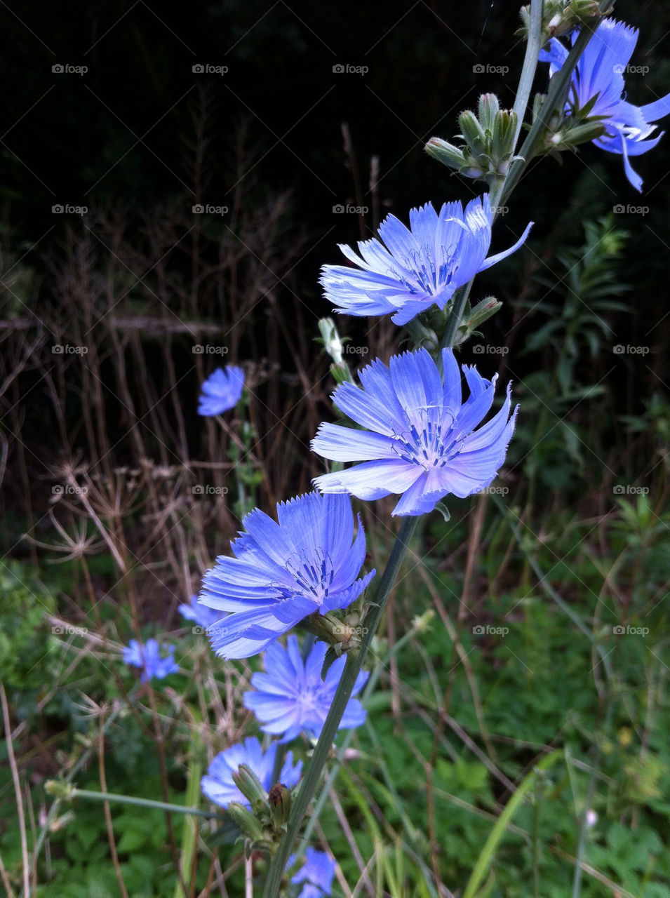 nature flower blue wildflower by momjan