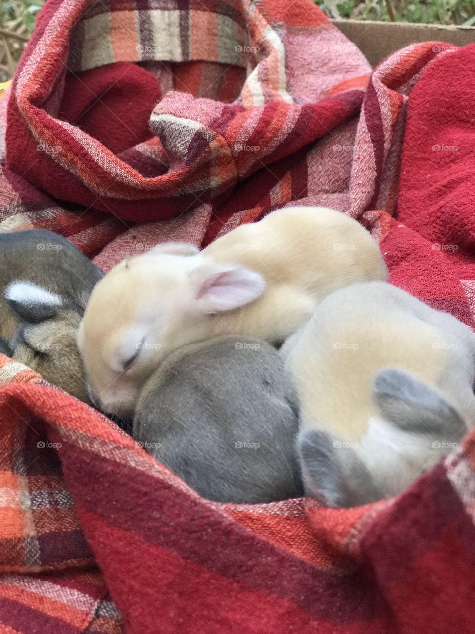 7 day old baby bunnies 