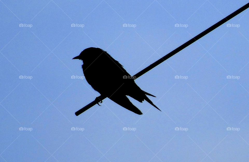 Barn Swallow. Shiloute of bird known as a barn swallow . Ready to the long morning until the day at the tower of my room . The bird's wait others to number for meeting .