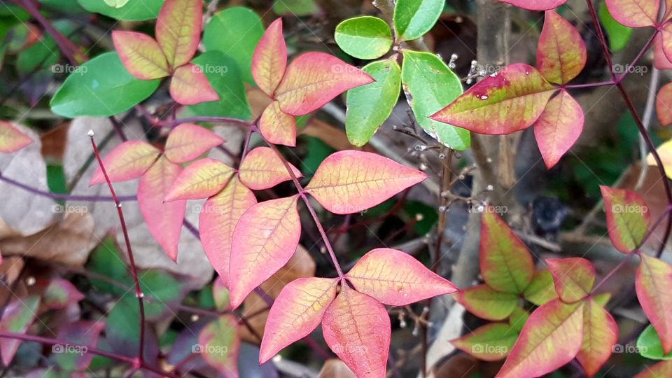 Bright and colorful leaves.