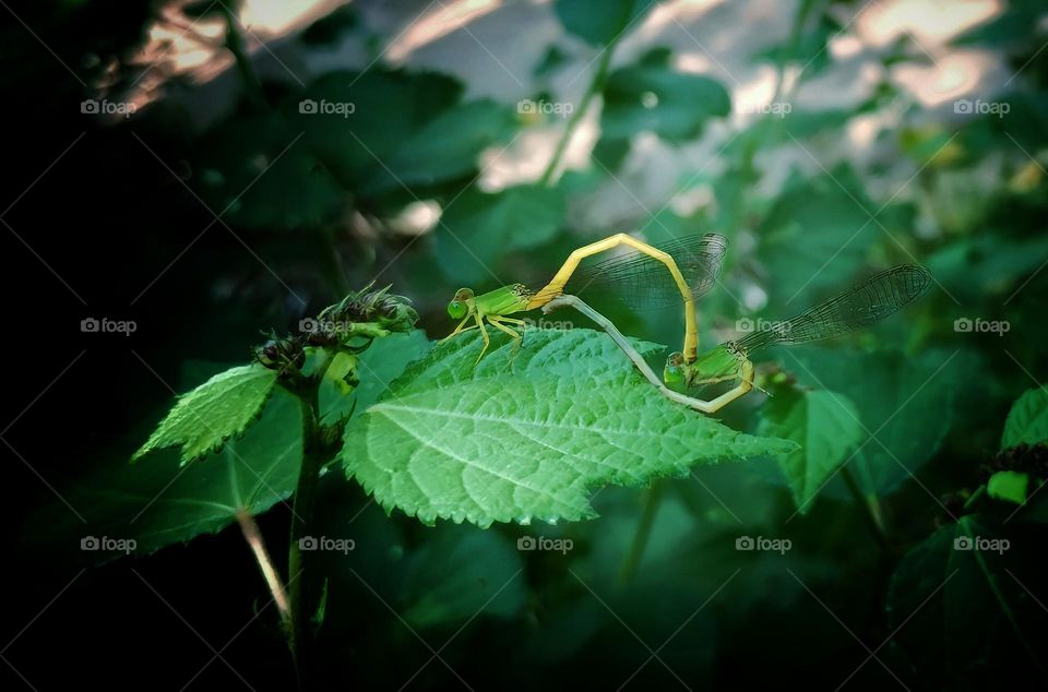 dragonfly's mate