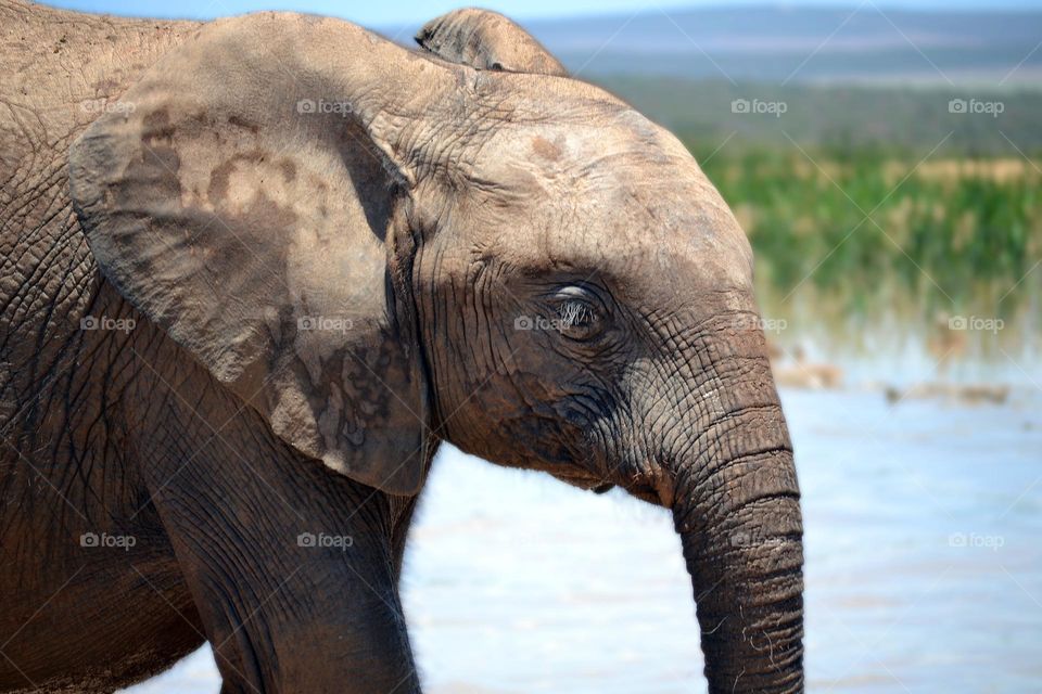 South African Elephant