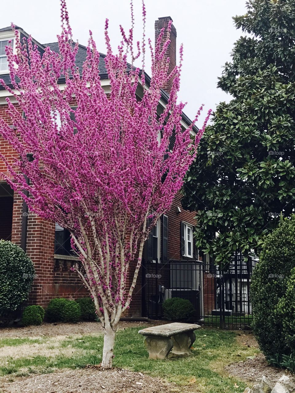 Bright Pink Tree Blossoms