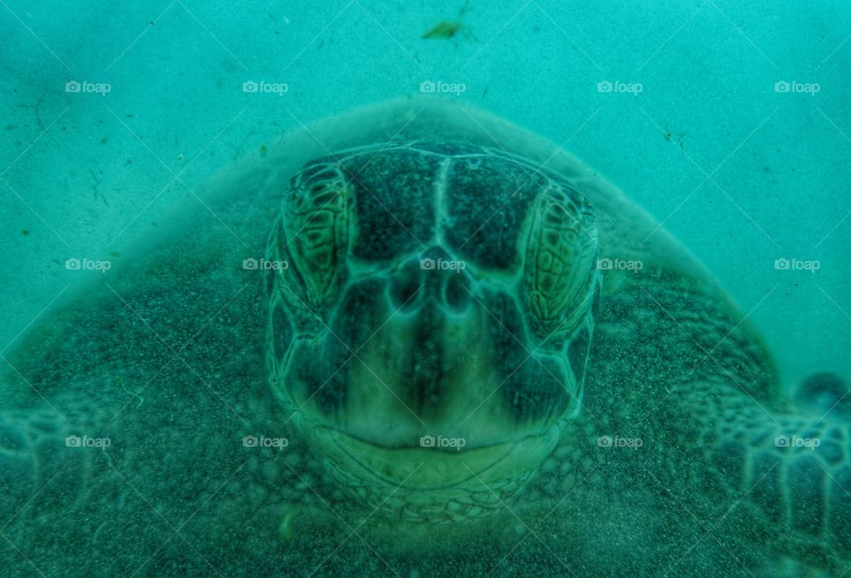 sleeping sea turtle
