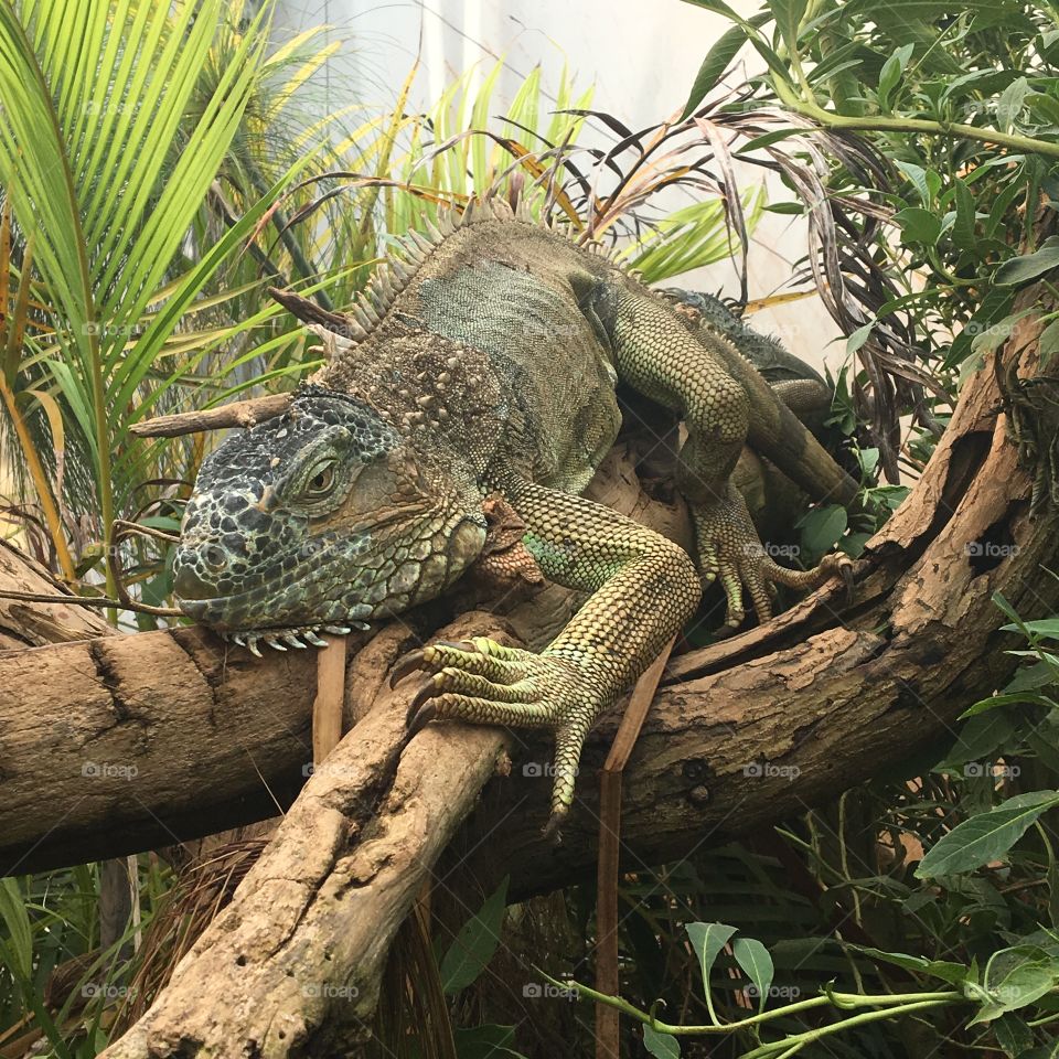 Iguana 