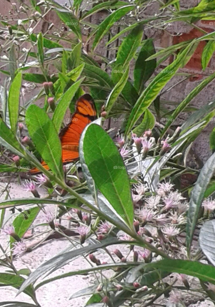 Nature, Flora, Leaf, Insect, Flower