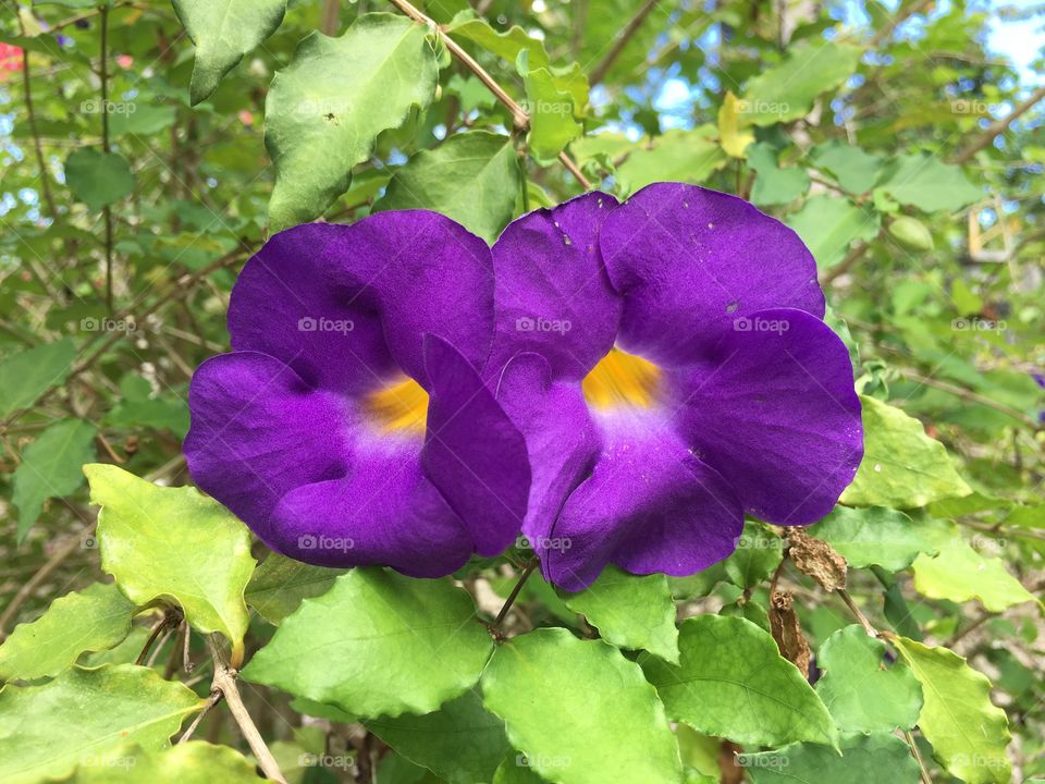 Violet Flowers