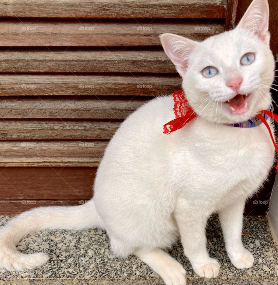 A smiling kitten! This is our Luna.  Take good care of your pet, as they reciprocate with affection and companionship. / Uma gatinha sorridente! Essa é a nossa Luna. Cuide bem do seu pet, pois eles retribuem com carinho e companheirismo.