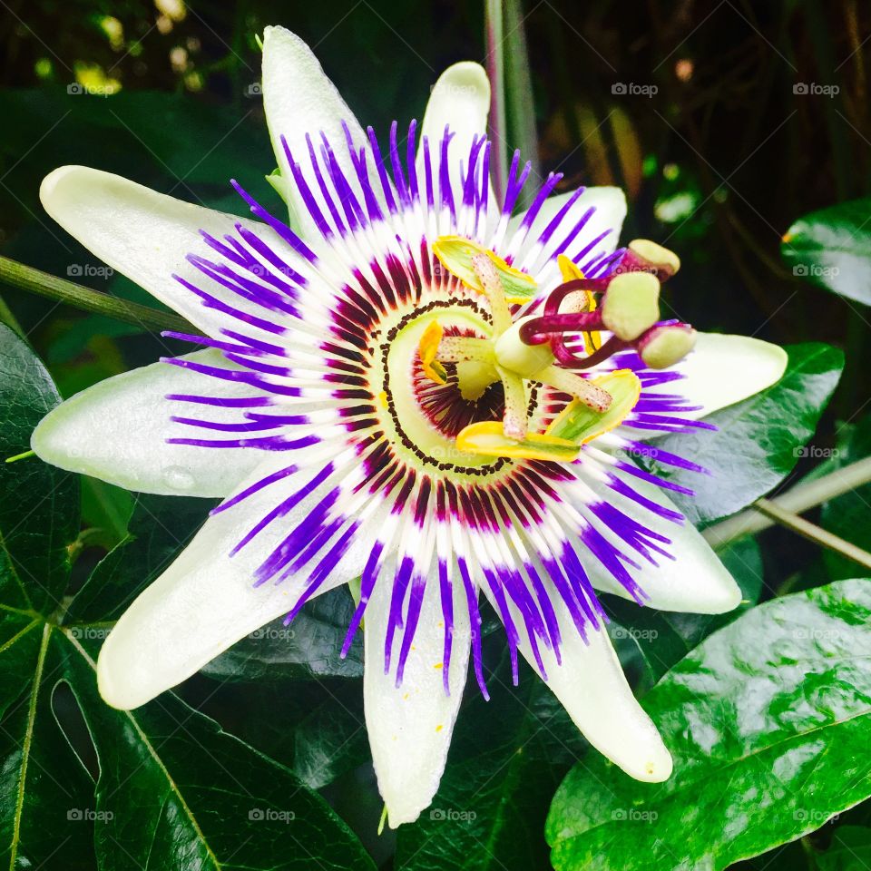 The Passion flower